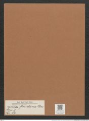 Navicula floridiana Cleve. (de-Toni-Nr.: Genus 1, Species 87) Zeichnungen Sammlung Grunow Mappe 00065 (Herbarium_W_Grunow_drawings_Folder_00065)